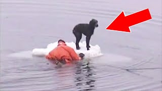 10 СПАСЕНИЙ ЖИВОТНЫХ СНЯТЫХ НА КАМЕРУ