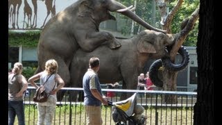 The 25 Gay (Homosexual) Animals