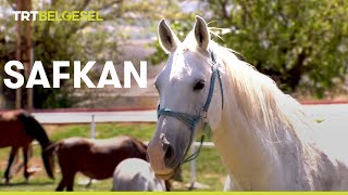 SAFKAN | TRT Belgesel