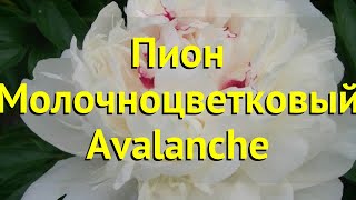 Пион молочноцветковый Аваланч. Краткий обзор, описание характеристик paeonia lactiflora Avalanche