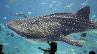 Москвариум ? ?  ? шоу с касатками, акулами, дельфинами | Oceanarium in Moscow, ocean animals