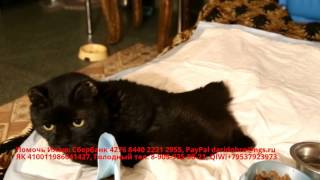 Кот без лап | Нужна ваша помощь | Обморожение конечностей у кота | the animals need your help