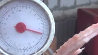 Супер бройлер. Угадайте сколько весит