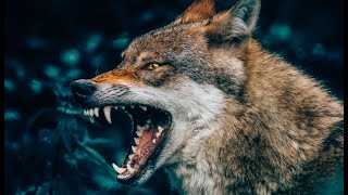Палатку с охотниками окружили ВОЛКИ. Но никто не решался выйти