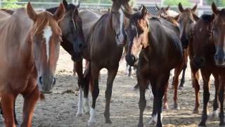 The Survivors: Cinco's Story | Houston SPCA