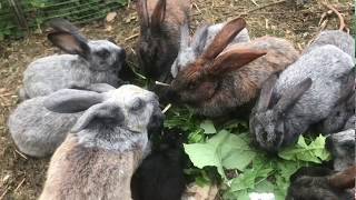 Разведение кроликов в яме, но не в яме. Breeding rabbits in the pit, but not in the pit.