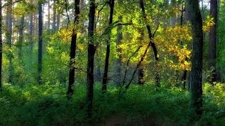 Пение в лесу!