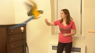 Rachel Blue and Gold Macaw - Teaching a Parrot to Flight Recall