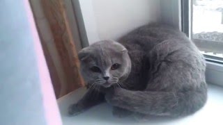 Бешеная кошка.Вселился бес.Вызывайте экзарцыста