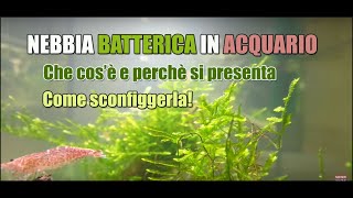 Nebbia batterica in acquario - che cos'è come risolvere perchè si forma