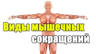 Виды мышечных сокращений и мышечного отказа. Что происходит о время отказа
