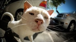 Позитивчик #10 Самое смешное про животных Смешные животные