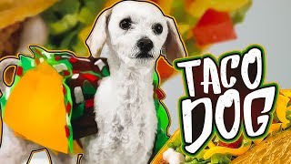 DISFRAZ DE TACO PARA TU PERRO | CUMPLEAÑOS DE OWEN | SKABECHE