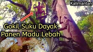 Orang Dayak Ma'anyan Berburu Madu Lebah Di Hutan Kalimantan (Tanpa pengaman/Berbahaya)