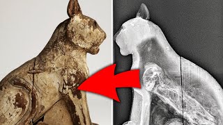 Странна находка внутри кошачьей мумии... Самые необычные находки археологов