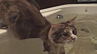 Мейн Кун ныряльщик