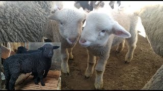 Domba merino | review, cek harga dan semua tentang domba merino