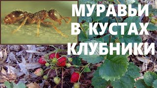 Как бороться с муравьями в кустах клубники