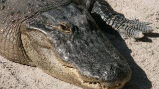 Everglades