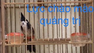 Tổng hợp Những con chào mào bổi hót giọng hay quảng trị luyện giọng