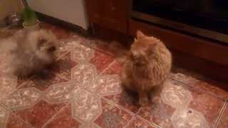 Померанский карликовый шпиц (Pomeranian), Снуппи и рыжий кот