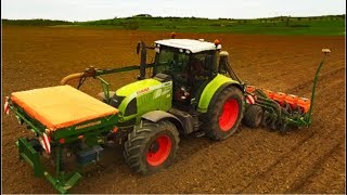 Mais legen / Claas Arion 640 / Amazone