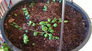 Rosa do Deserto... Atualizando minha coleção de plantas no geral.
