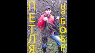 Как поймать бобра?