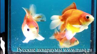 Золотые рыбки. Сортировка мальков