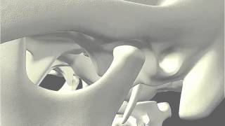 Anatomie de l'Articulation Temporo-Mandibulaire (ATM)