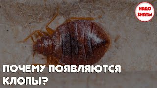 Почему появляются клопы, И КАК ОТ НИХ ИЗБАВИТЬСЯ?
