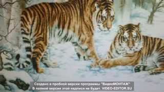 Вышивка крестиком. "Бенгальские тигры" от DOME. Обзор набора