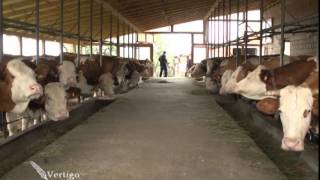 Farma krava i proizvodnja mleka u Topoli U nasem ataru 550