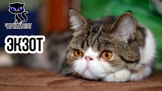 Экзоты - идеальные домашние питомцы / Интересные факты о кошках