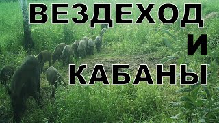 Вездеход мечты и нашествие кабанов mp4