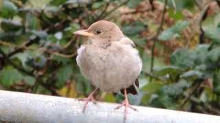 Rose-coloured Starling, Dump, St Mary's, 11/01/14