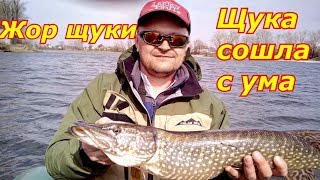 ПОПАЛИ НА ЖОР ЩУКИ!!! ТАКОЙ РЫБАЛКИ У МЕНЯ ЕЩЁ НЕ БЫЛО!!! ЩУКА СОШЛА С УМА.