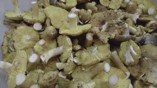 Грибы - Зеленки