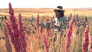 Agro TV - 133 - Importancia de la quinua en la alimentación