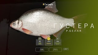 РУССКАЯ РЫБАЛКА 4 | RF4 - ГУСТЕРА, Р.БЕЛАЯ