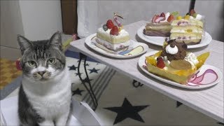 猫と一緒に☆子供の日☆シャトレーゼの可愛いケーキでお祝いしよう☆リキちゃんにも思わぬプレゼント！？【リキちゃんねる　猫動画】Cat video　キジトラ猫との暮らし