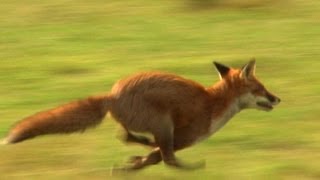 George Digweed: driven British boar hunting and fox