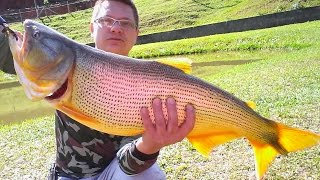#002 - Pesca Esportiva em SC !!!! Pescaria de Dourado !!!!