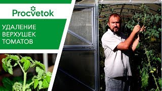 Прием для ВКУСНЫХ СЛАДКИХ ТОМАТОВ в открытом и закрытом грунте