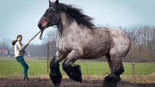 Самые Крупные Породы ЛОШАДЕЙ в Мире