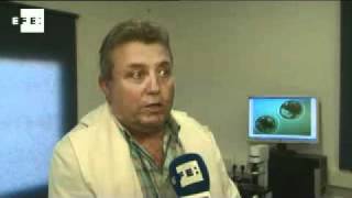 Más de mil sementales de toro de lidia dejan asegurada su herencia genética