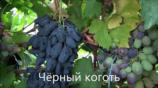Чёрный коготь