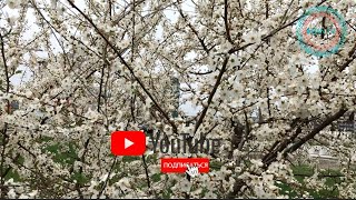 Шеъри зебо бо садои  Кори Насриддин ва Кори Рачабали سرود زيبا در وصف پيامبر،ص، 2019