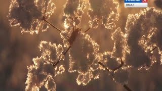 Мороз и солнце, день чудесный! Удивительное видео ямальской природы