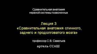 Лекция С.В. Савельева "Анатомия мозга" I